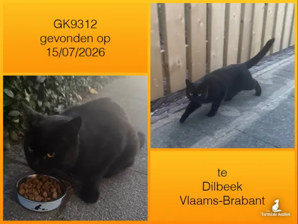 Gevonden kat