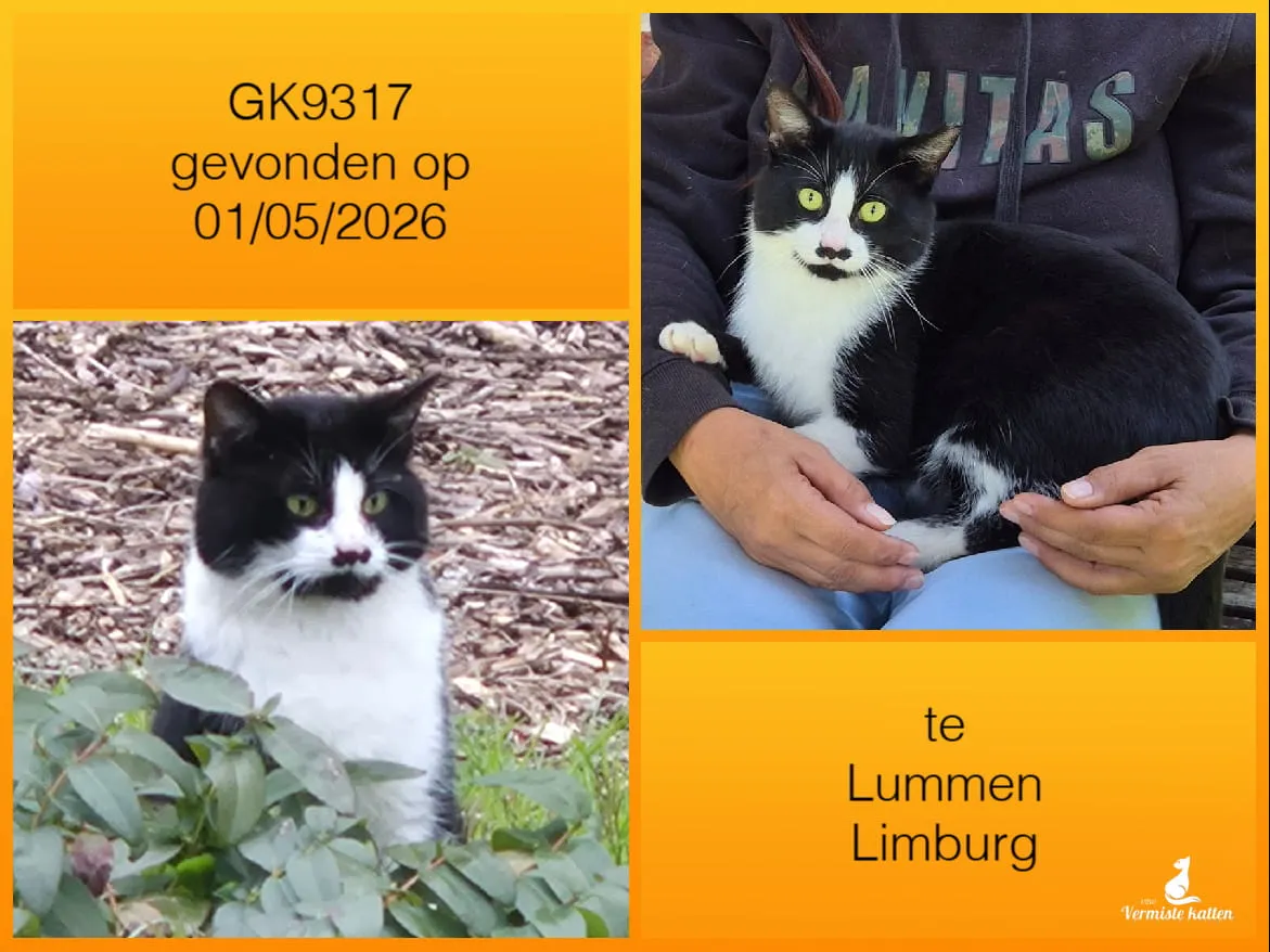 Gevonden kat