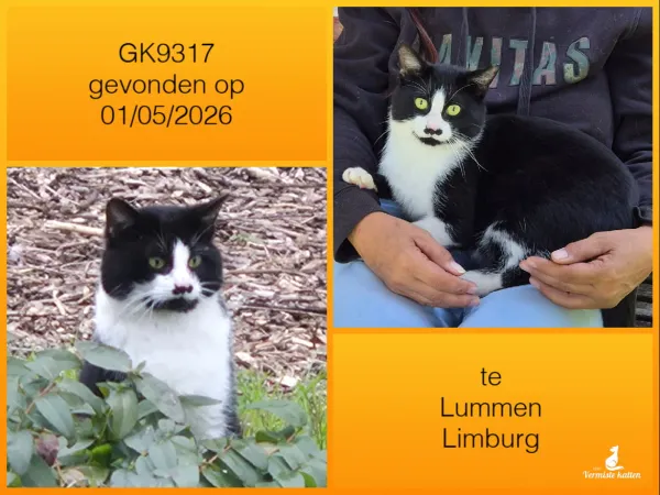 Gevonden kat