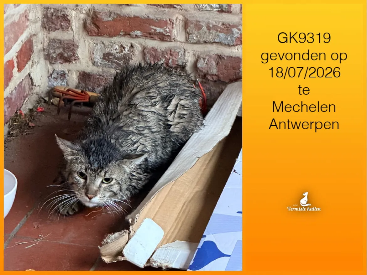 Gevonden kat
