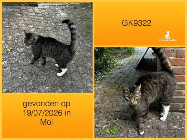 Gevonden kat