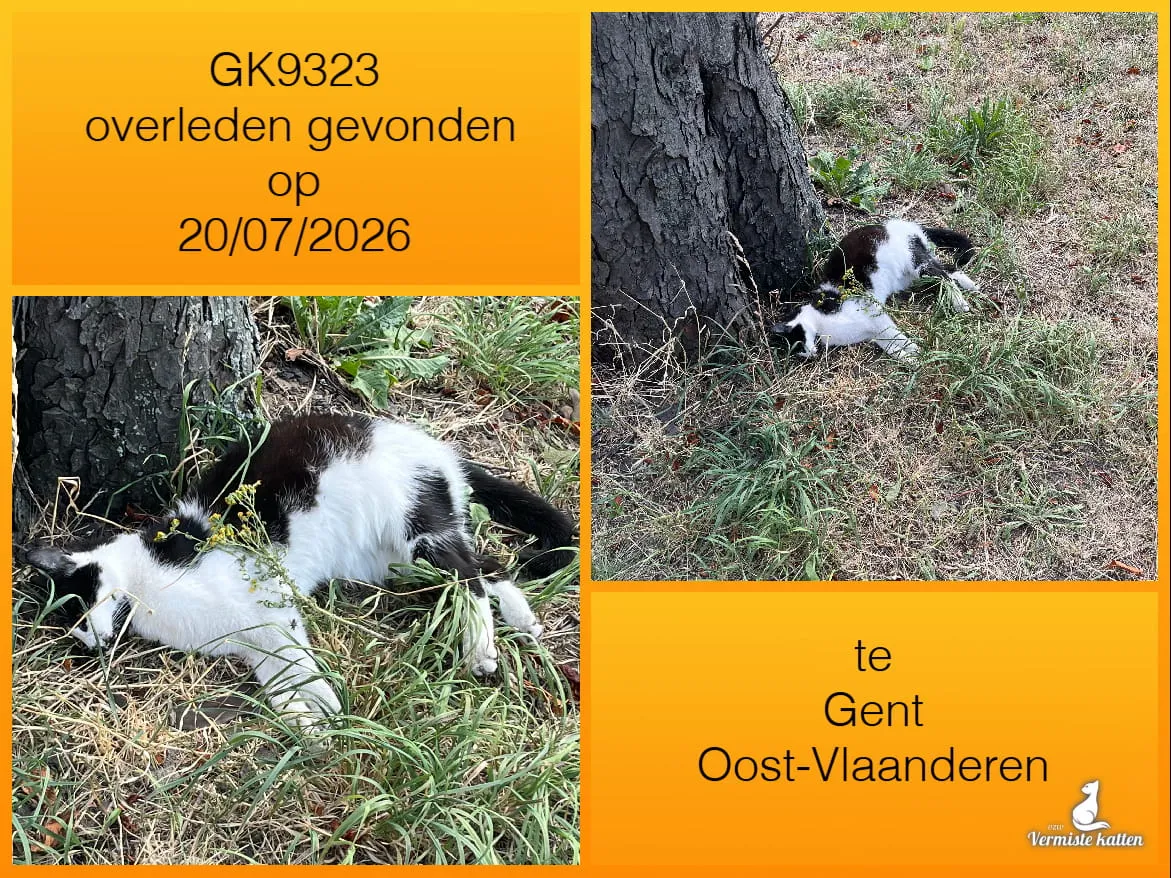 Gevonden kat
