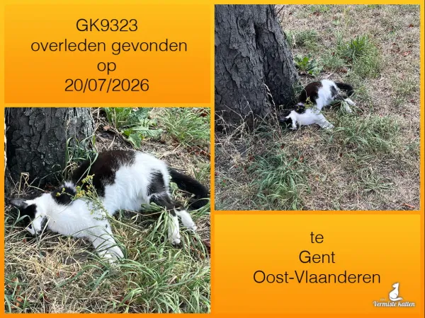 Gevonden kat