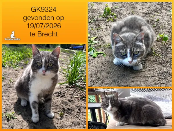 Gevonden kat