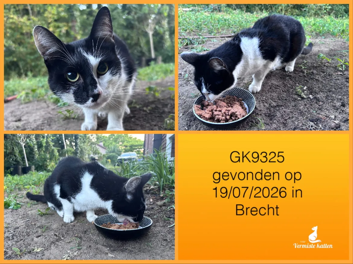Gevonden kat