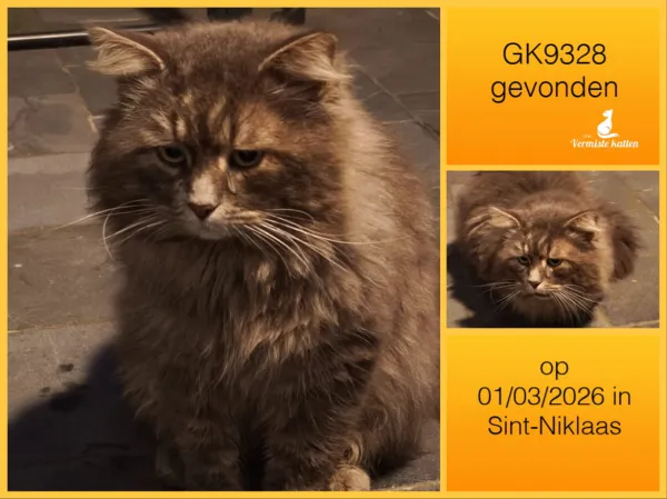 Gevonden kat