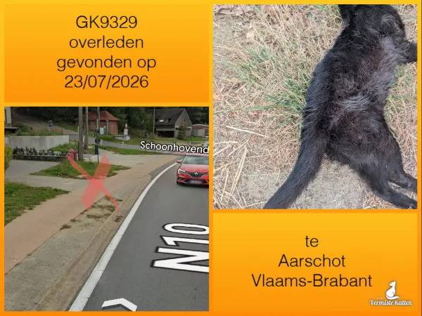 Gevonden kat