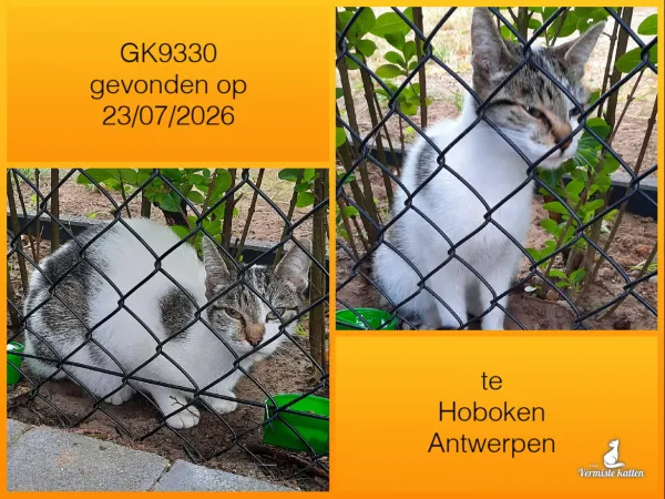 Gevonden kat