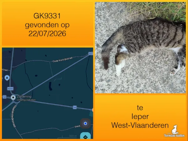 Gevonden kat
