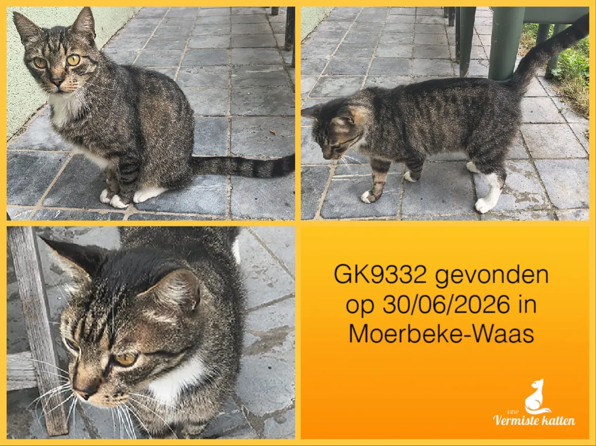 Gevonden kat