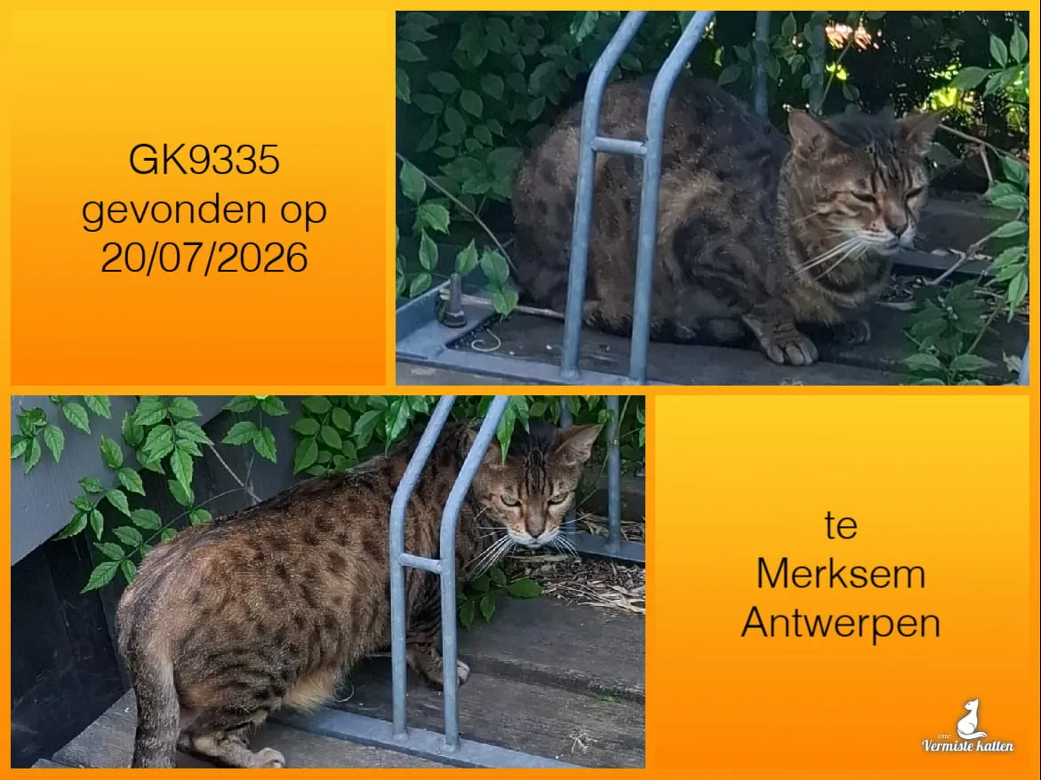 Gevonden kat