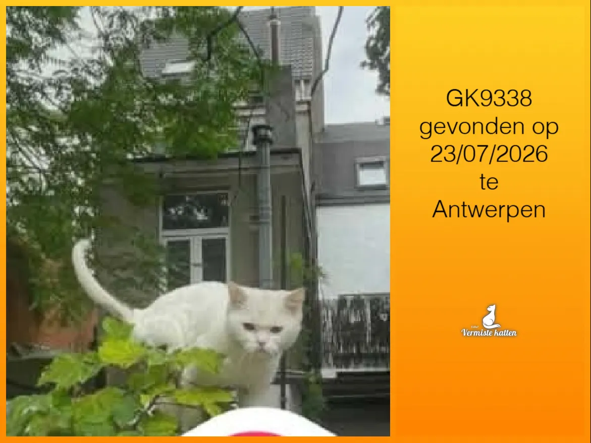 Gevonden kat