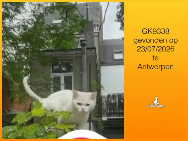Gevonden kat