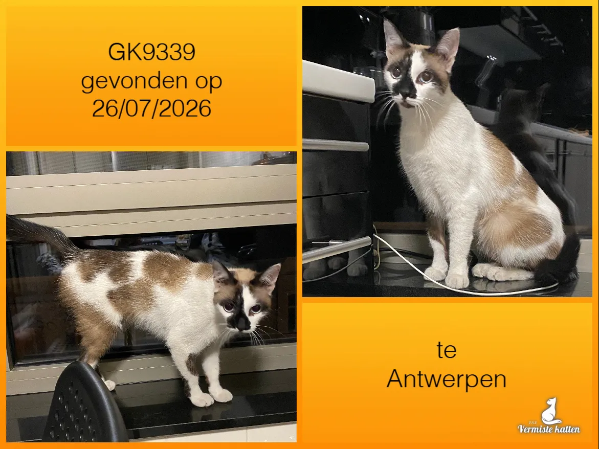 Gevonden kat