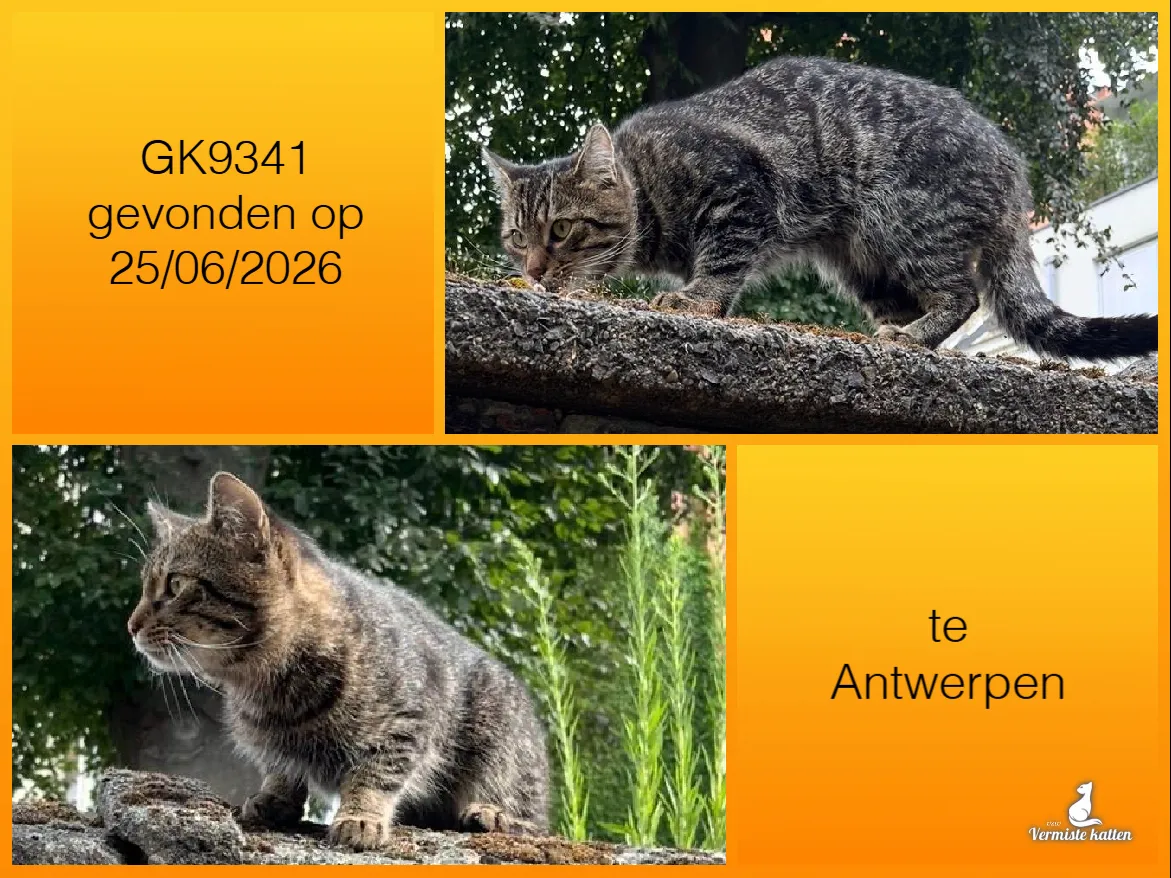 Gevonden kat