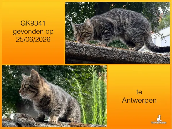 Gevonden kat