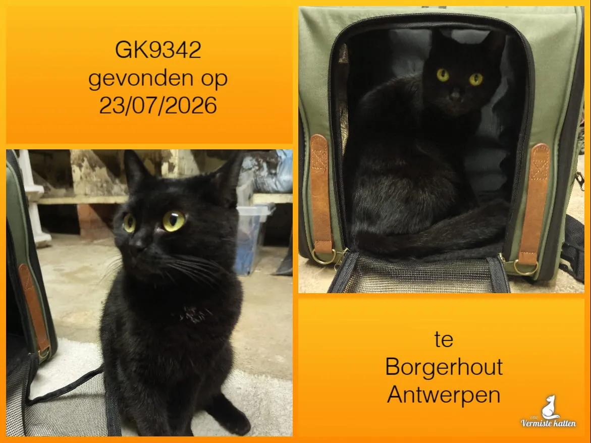 Gevonden kat