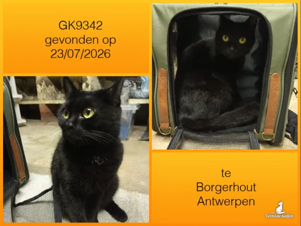 Gevonden kat