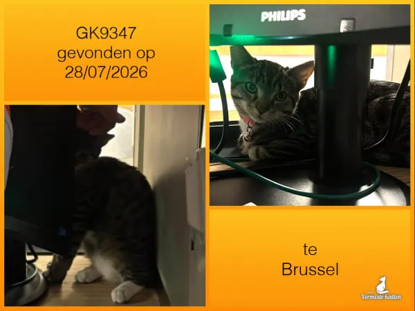 Gevonden kat