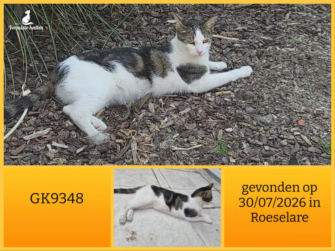 Gevonden kat