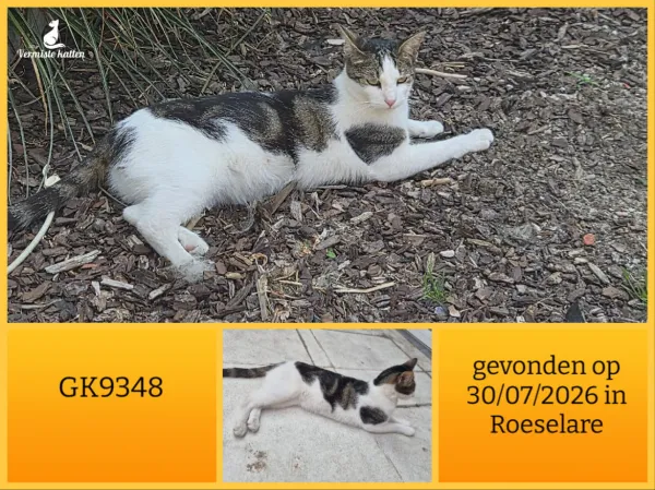 Gevonden kat