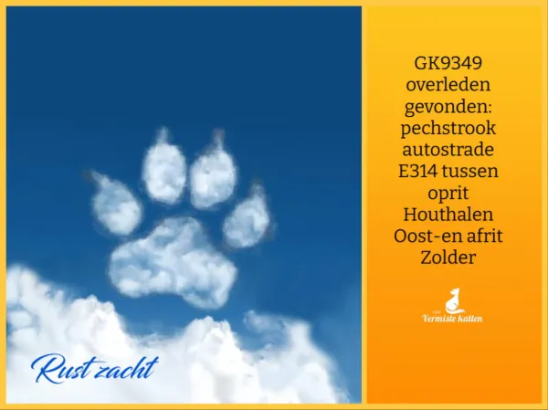 Gevonden kat