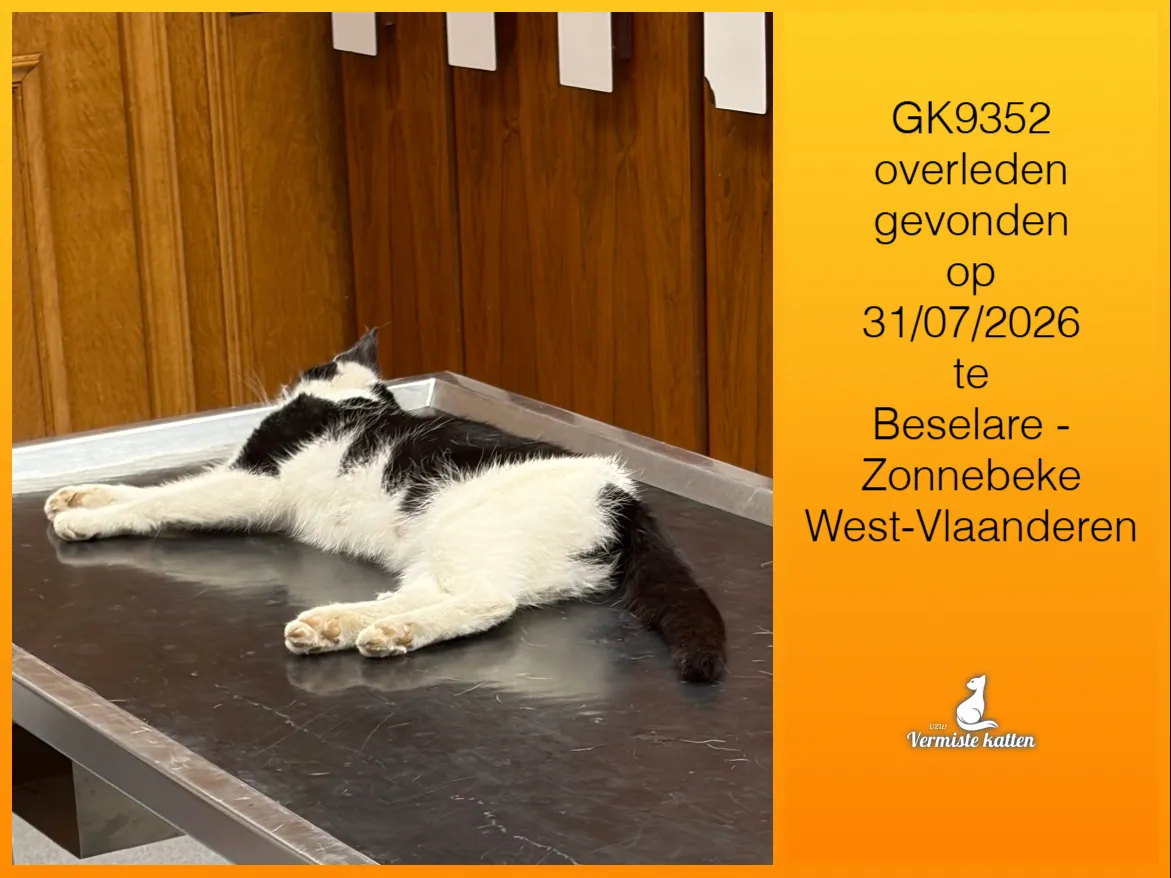 Gevonden kat