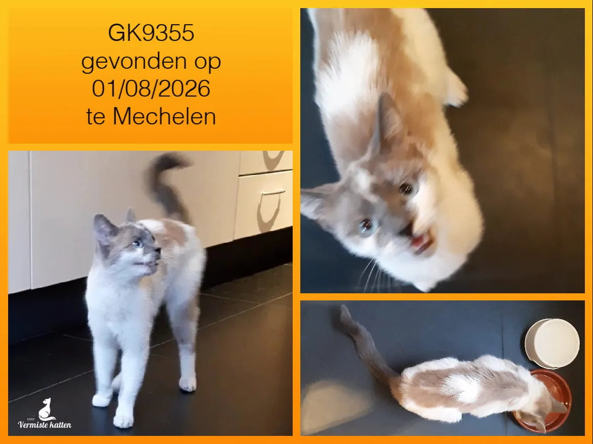 Gevonden kat