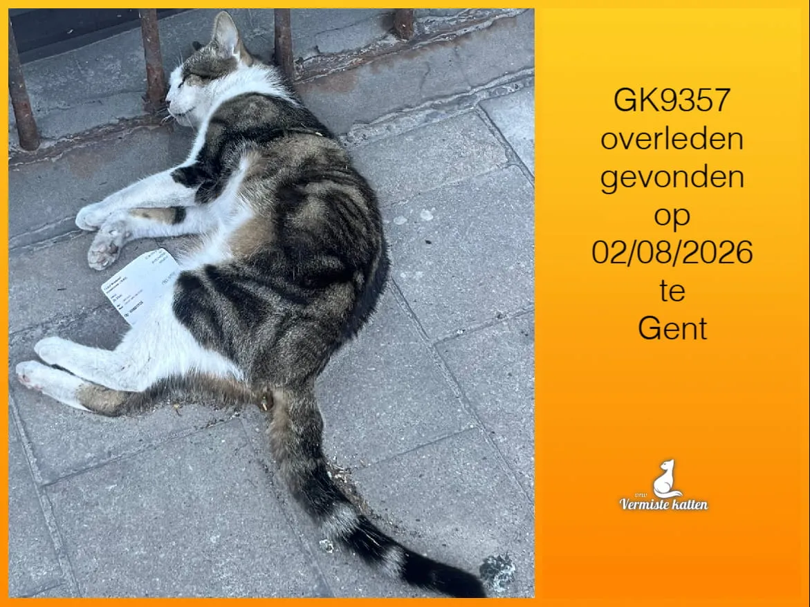 Gevonden kat