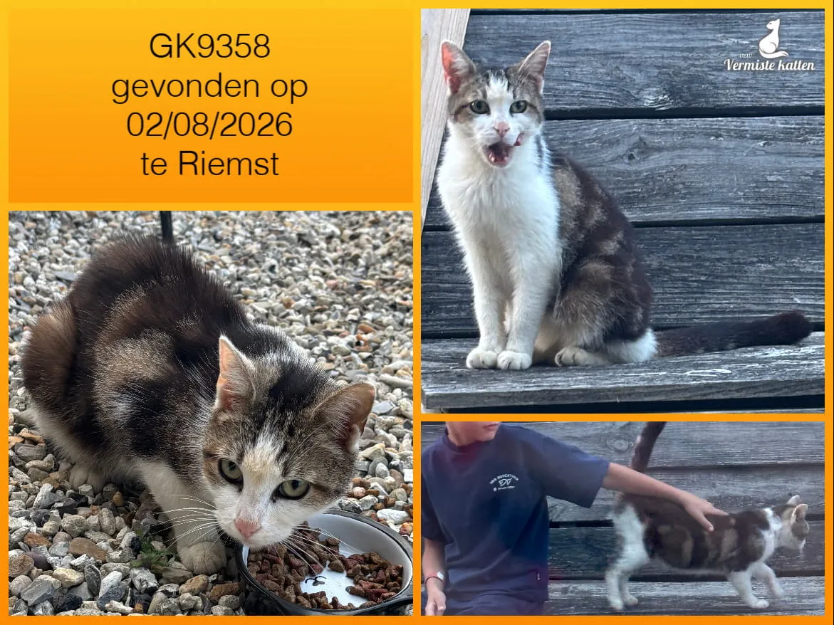 Gevonden kat