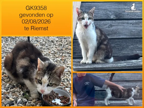Gevonden kat