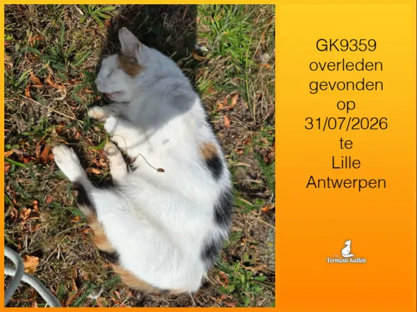 Gevonden kat