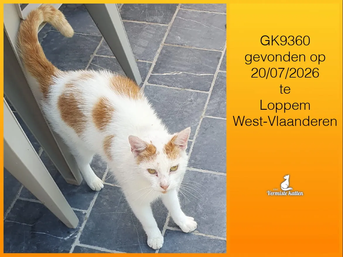 Gevonden kat