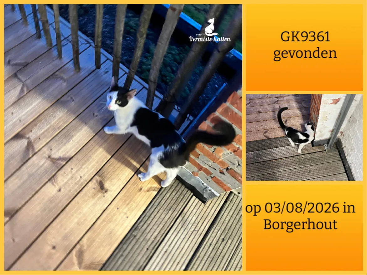 Gevonden kat