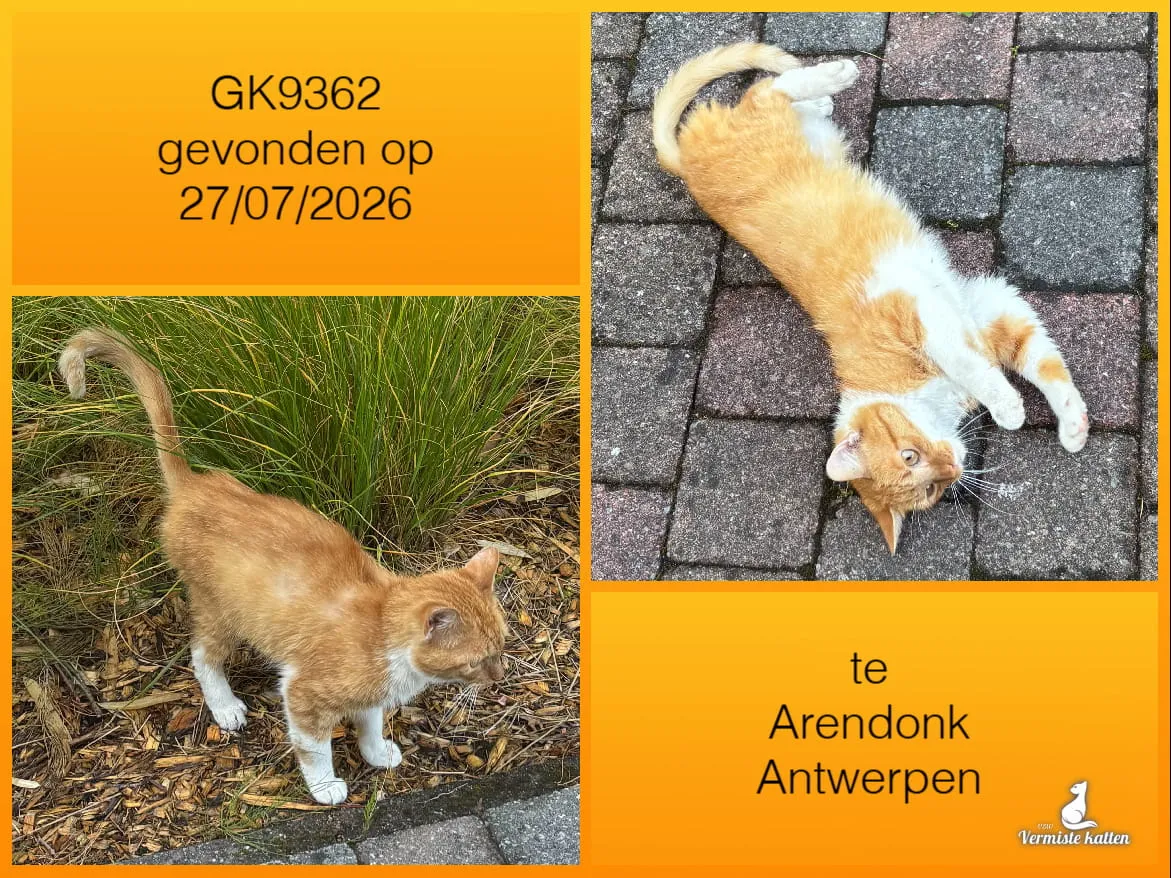 Gevonden kat