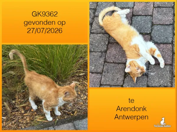 Gevonden kat