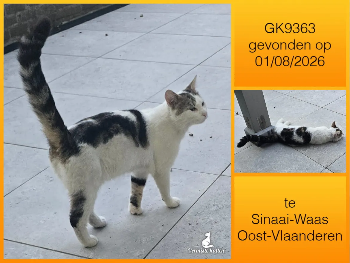Gevonden kat