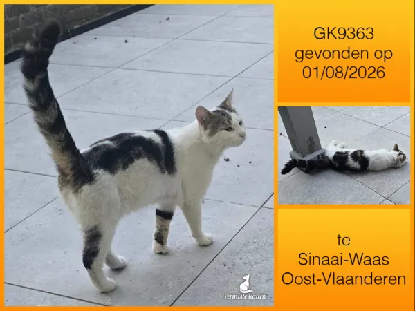 Gevonden kat