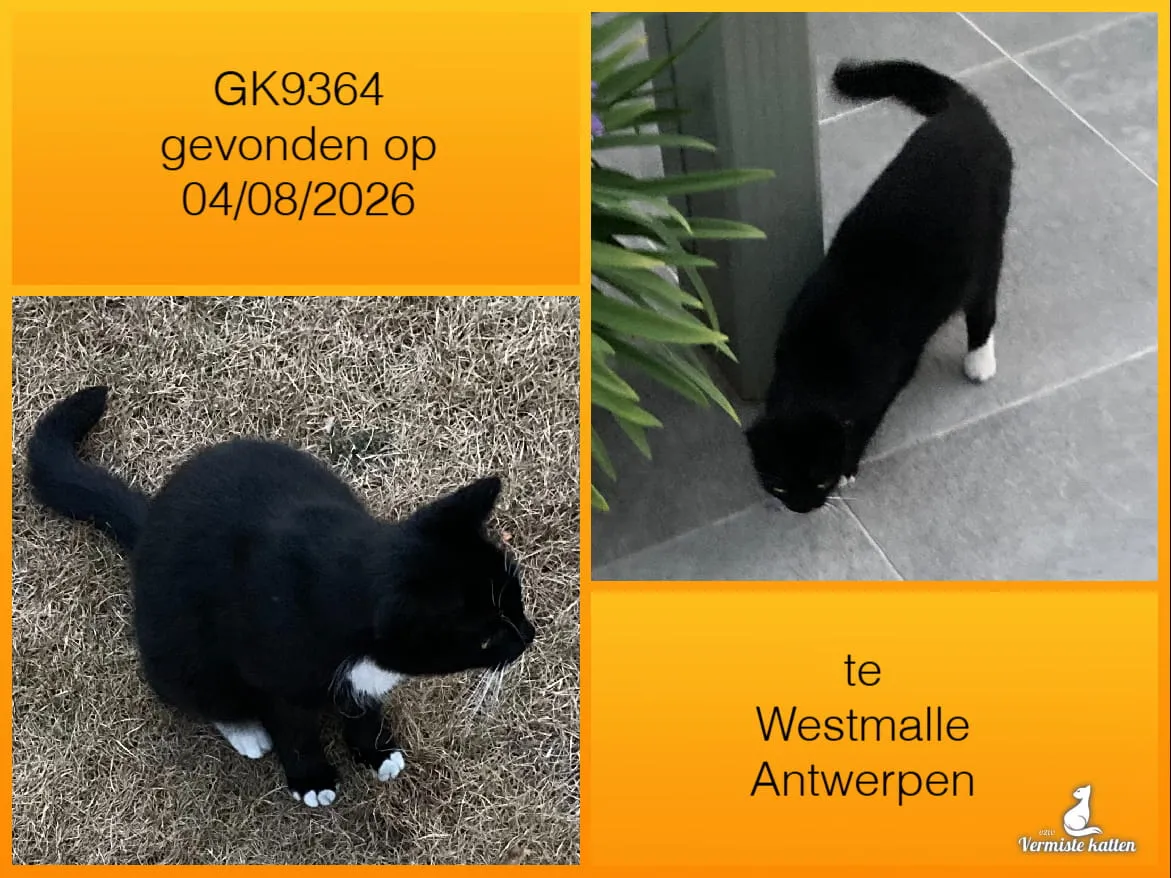 Gevonden kat