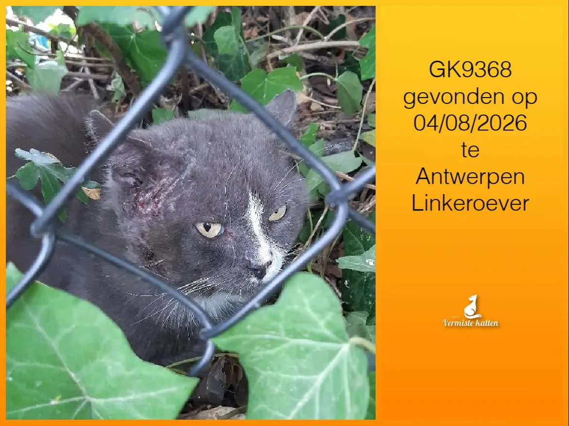 Gevonden kat