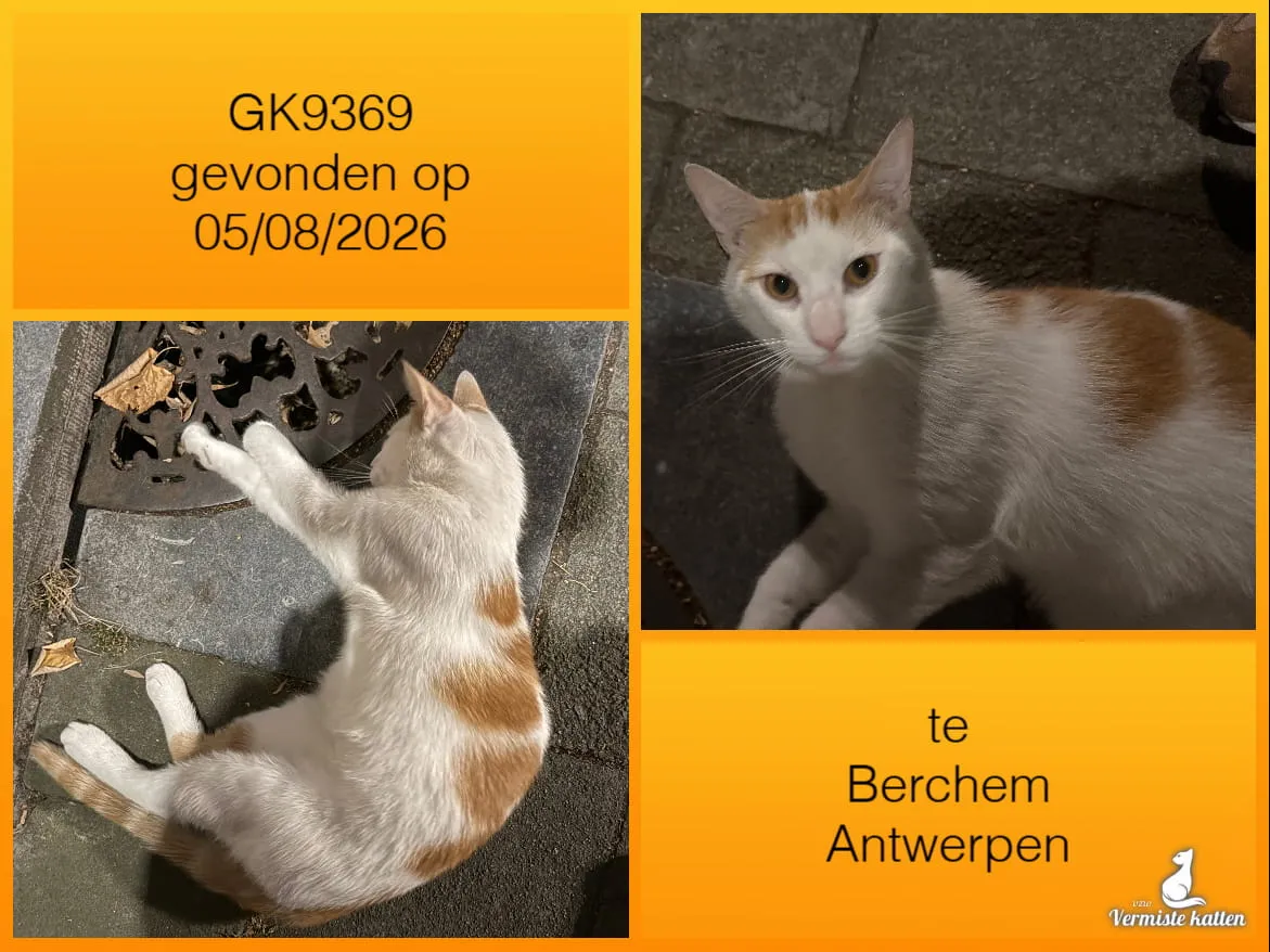 Gevonden kat