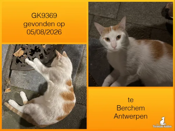 Gevonden kat