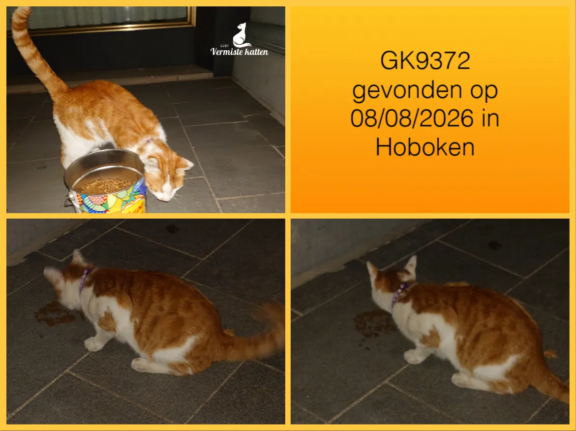 Gevonden kat