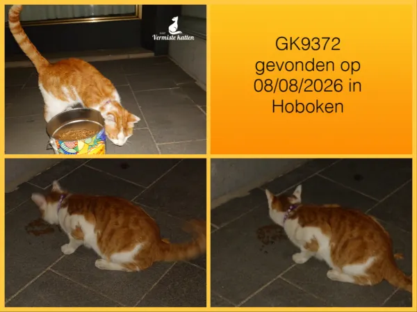 Gevonden kat