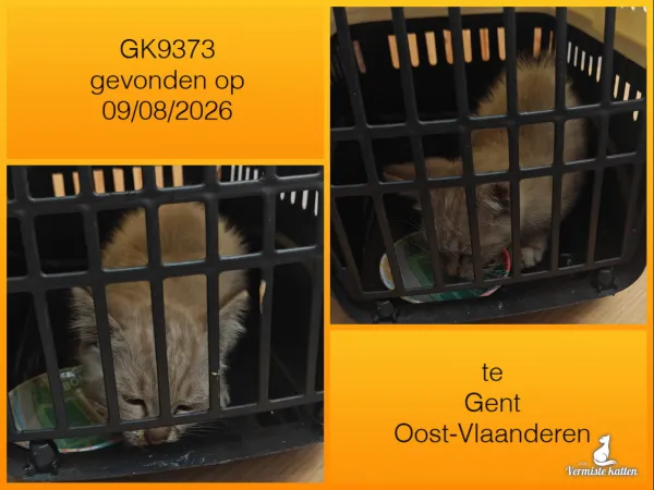 Gevonden kat