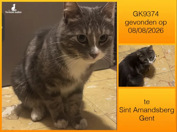 Gevonden kat