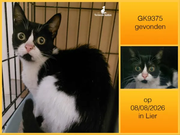 Gevonden kat