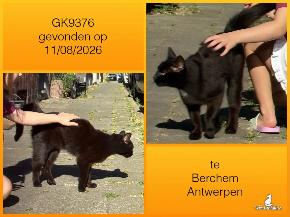 Gevonden kat