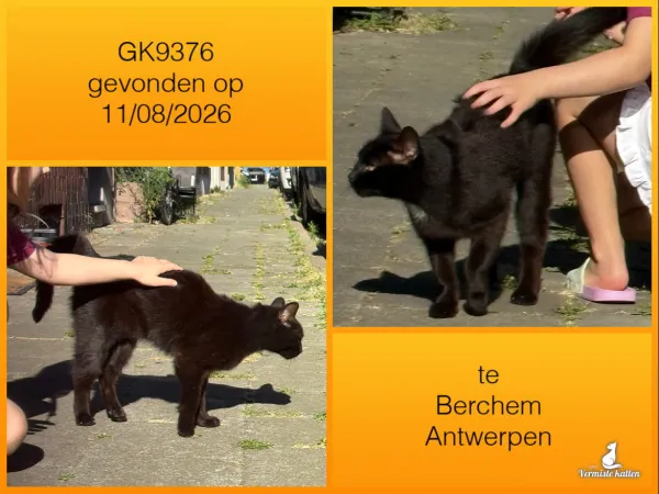 Gevonden kat