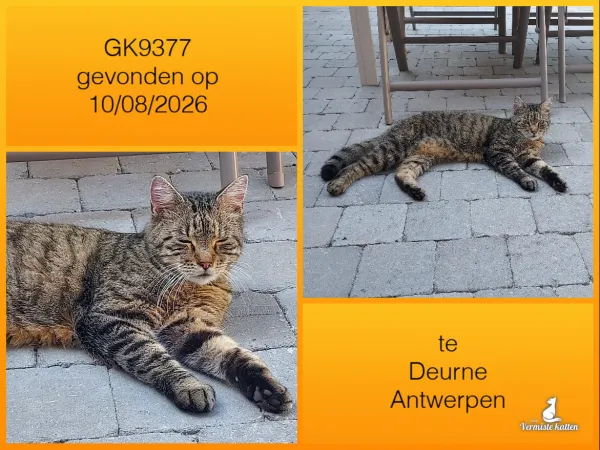 Gevonden kat